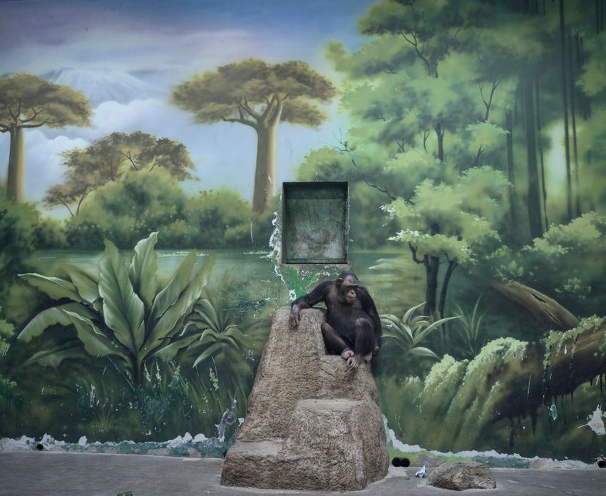 Chimpanzee in enclosure