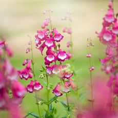 pink flowers of penstemon 