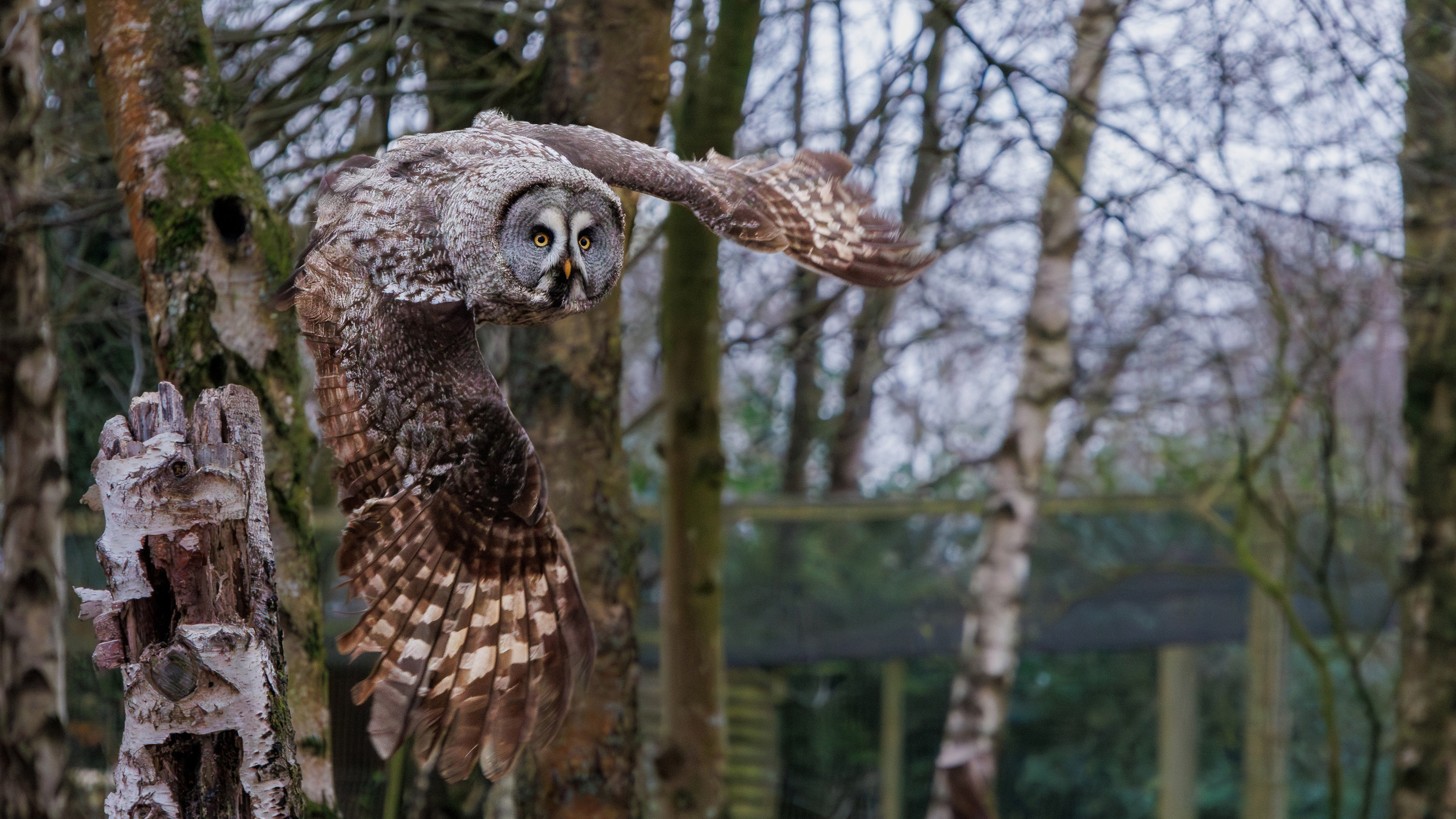 An owl flying through the air towards the camera