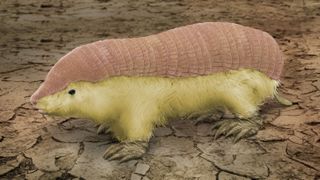 Pink fairy armadillo