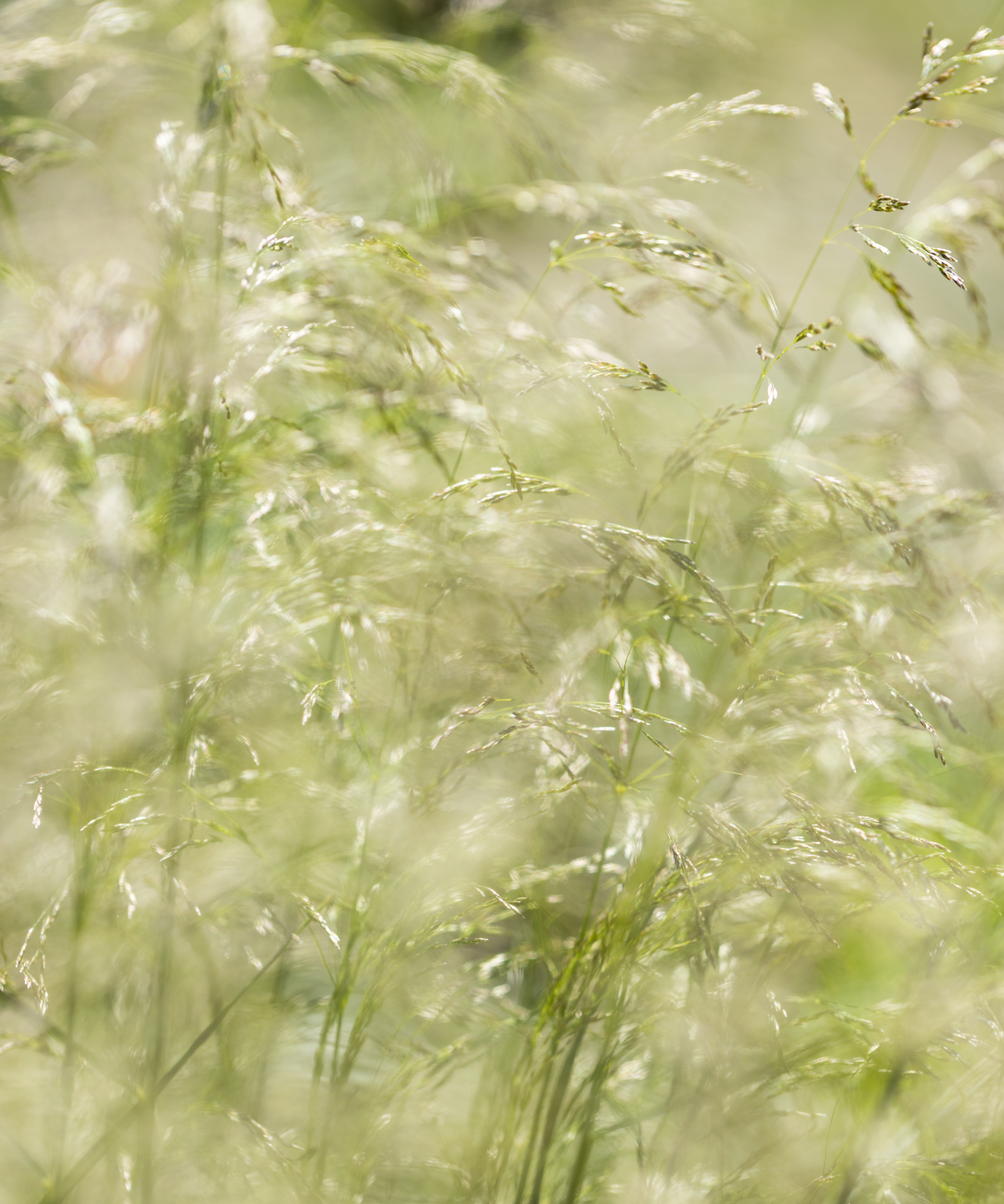 Feathery flowering heads of Deschampsia cespitosa, also known as tufted hair grass