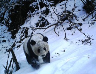 Pandas in the snow
