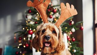 dog with antlers on in front of a Christmas tree