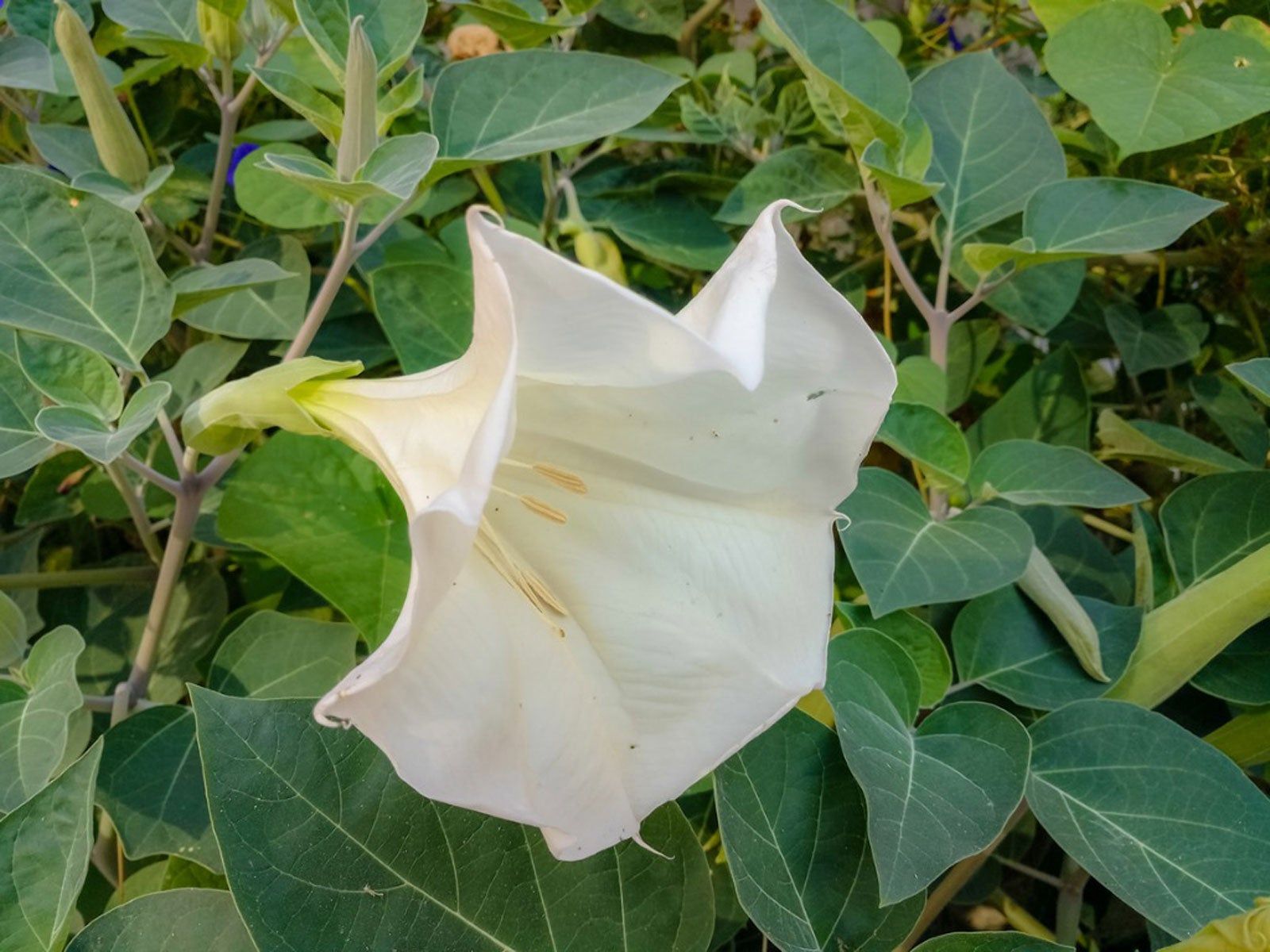 Datura Plant Growing: Information About Datura Trumpet Flower Care |  Gardening Know How, image size:1600x1200