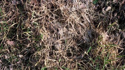 snow mold on lawn