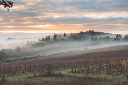 Morning fog over Willamette Valley vineyards