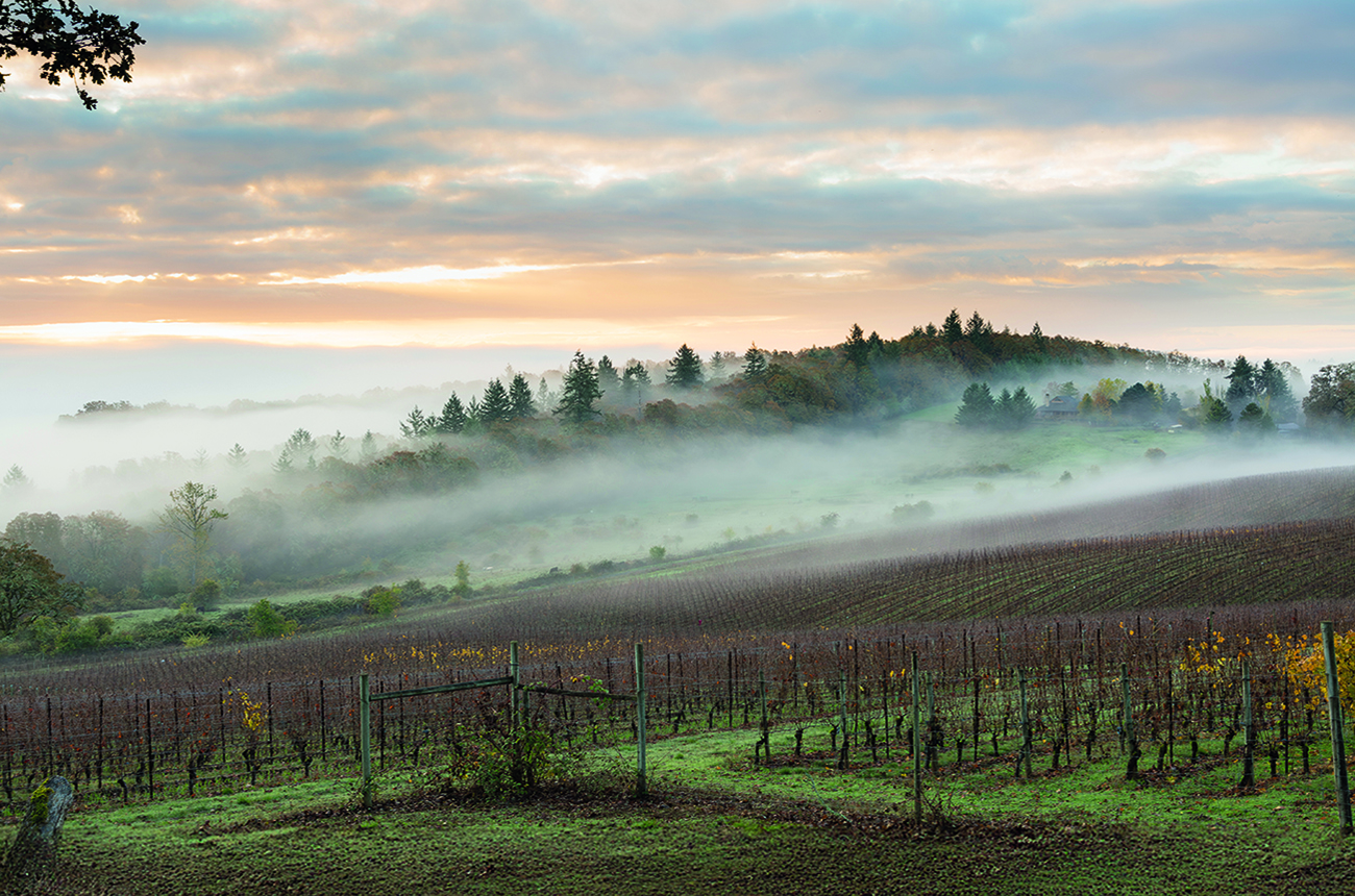 Morning fog over Willamette Valley vineyards