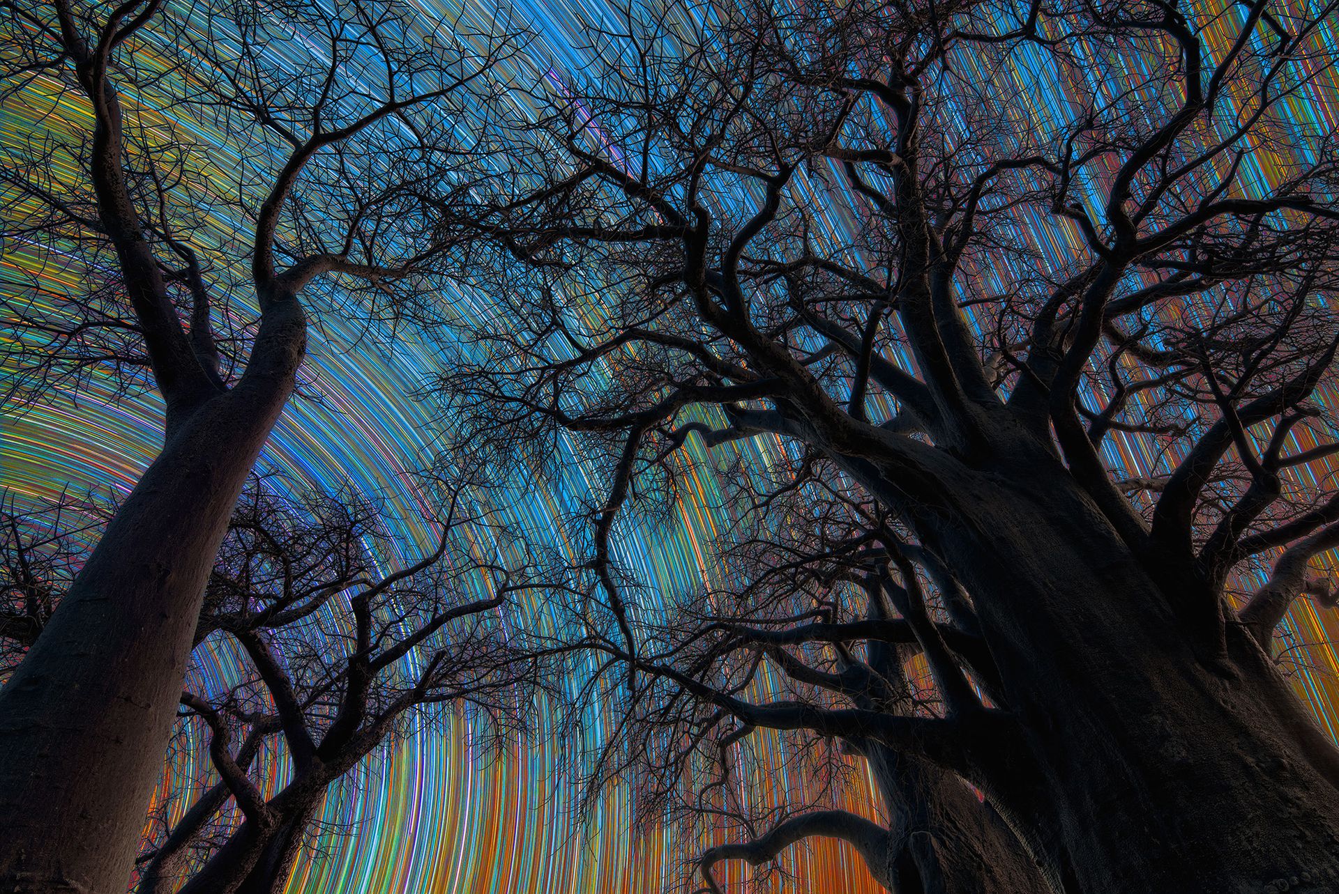 A series of long exposure stars in the night sky above dark trees.