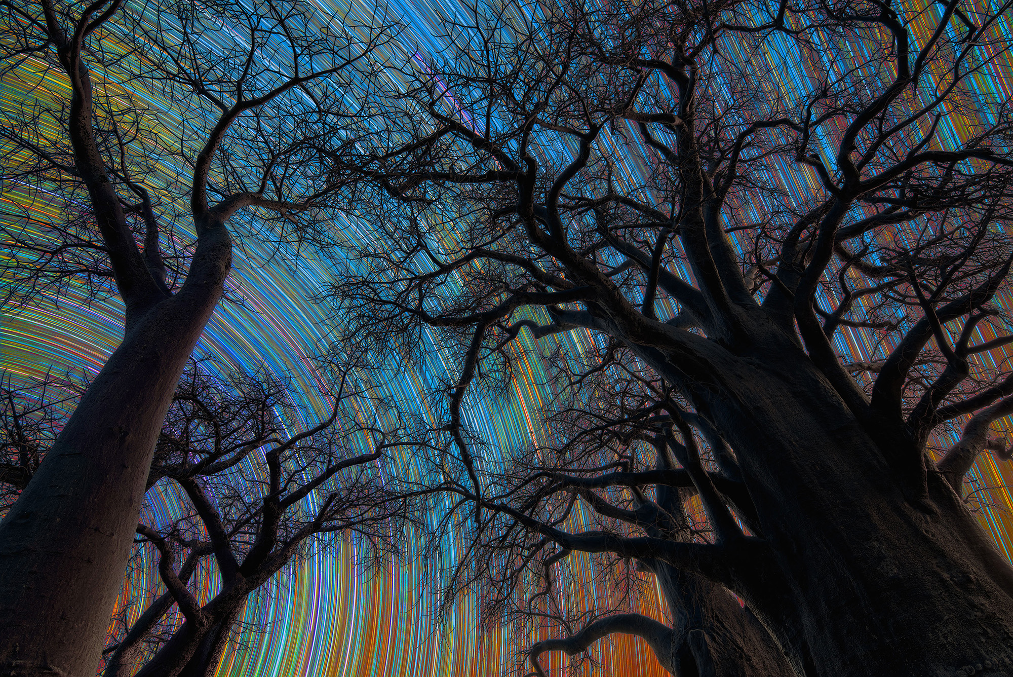 A series of long exposure stars in the night sky above dark trees.