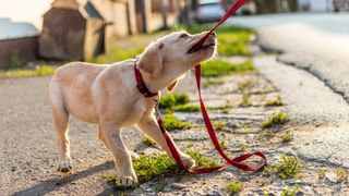 Training rescue dog