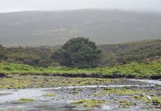 The subantarctic Sitka spruce (<i>Picea sitchensis</i>) stands alone on Campbell Island.