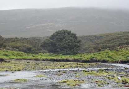The subantarctic Sitka spruce (<i>Picea sitchensis</i>) stands alone on Campbell Island.