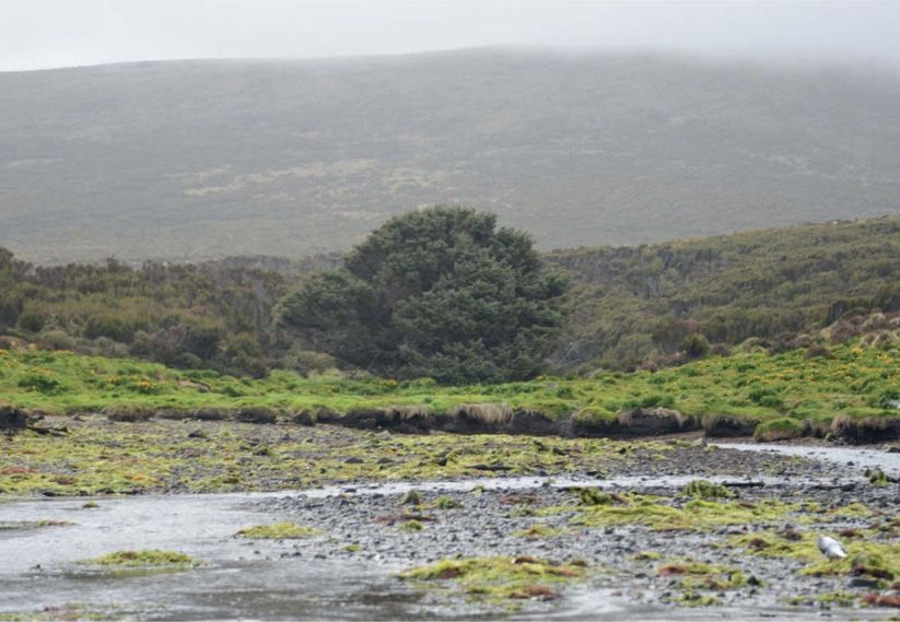 The subantarctic Sitka spruce (&lt;i&gt;Picea sitchensis&lt;/i&gt;) stands alone on Campbell Island.