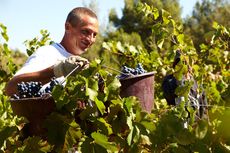 Château de Pibarnon