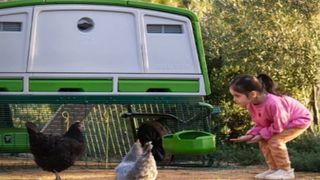 A little girl crouching in front of chickens with seeds in her hand