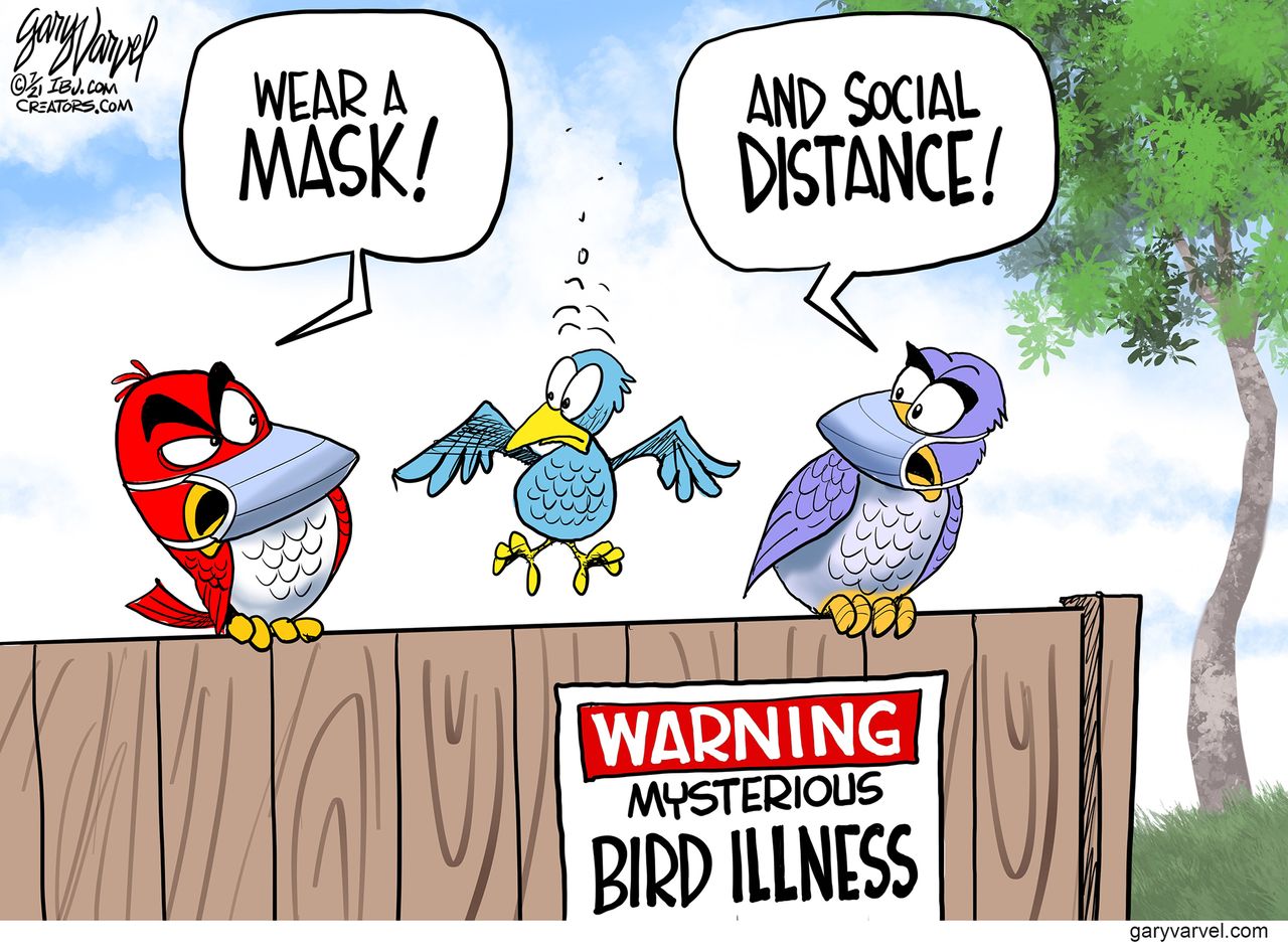 bird flu