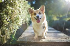 Corgis are bright and lively – but can be a handful.