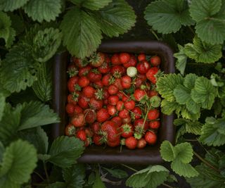 A harvest of strawberries in a bucket