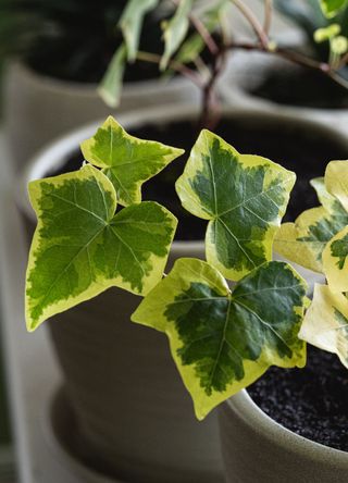 picture of ivy plant indoors