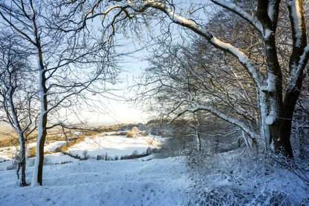 Winter walks