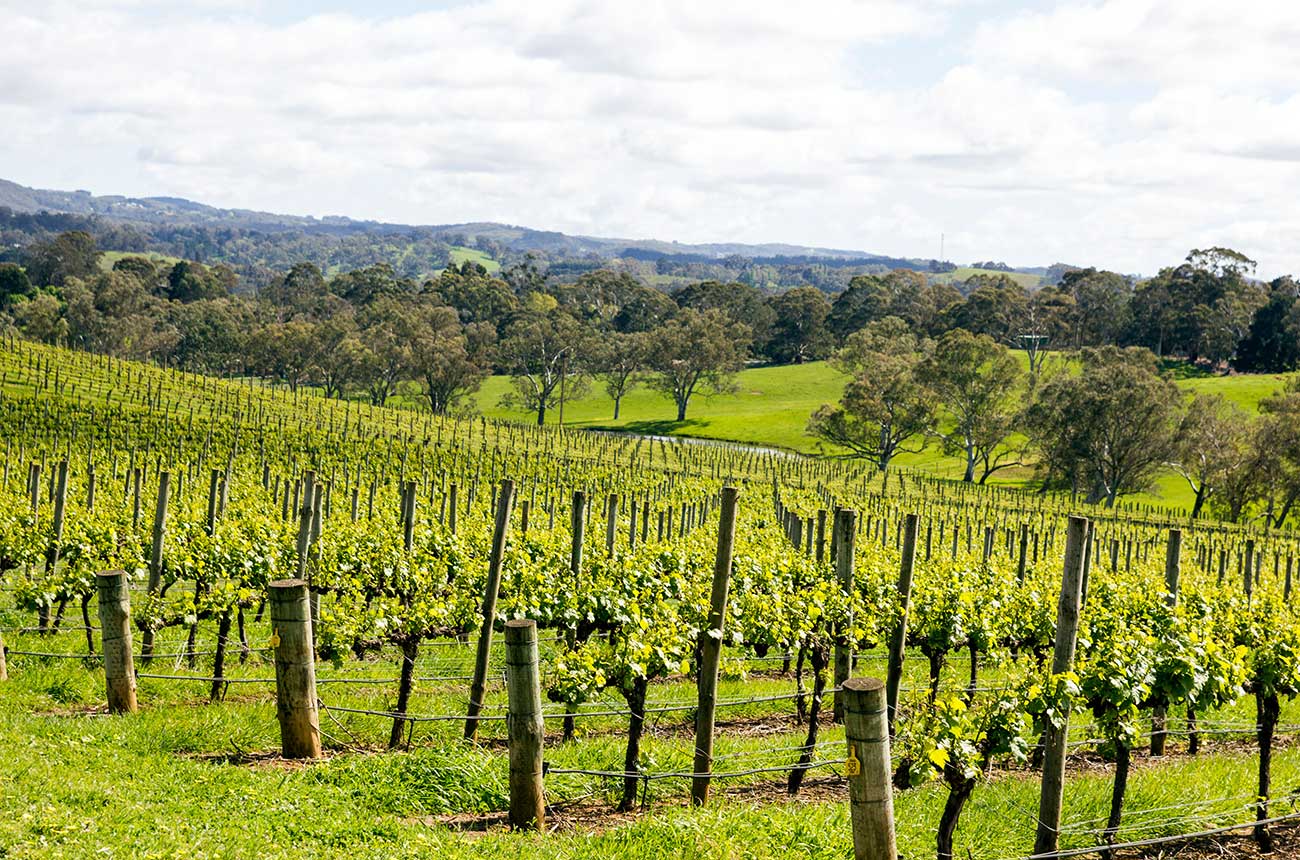 Vineyards in Adelaide Hills, Australia