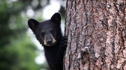 black bear peeking out from behind a tree