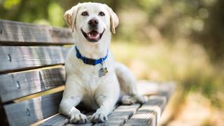 Golden Retriever vs Labrador