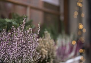 heather in a container in a small garden