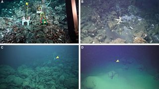 Four panels, showing two before-and-after views of the seafloor. The views after the eruption show the rocky seafloor now entirely coated in ash.