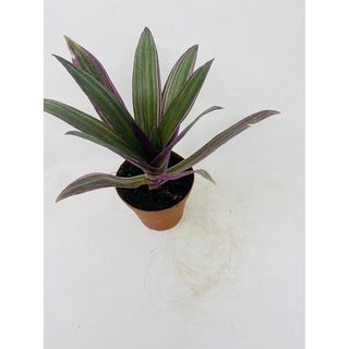Htysupply Nanouk Moses in the Cradle Plant -Rhoeo Spathacea Tricolor 4 Inch Pot
