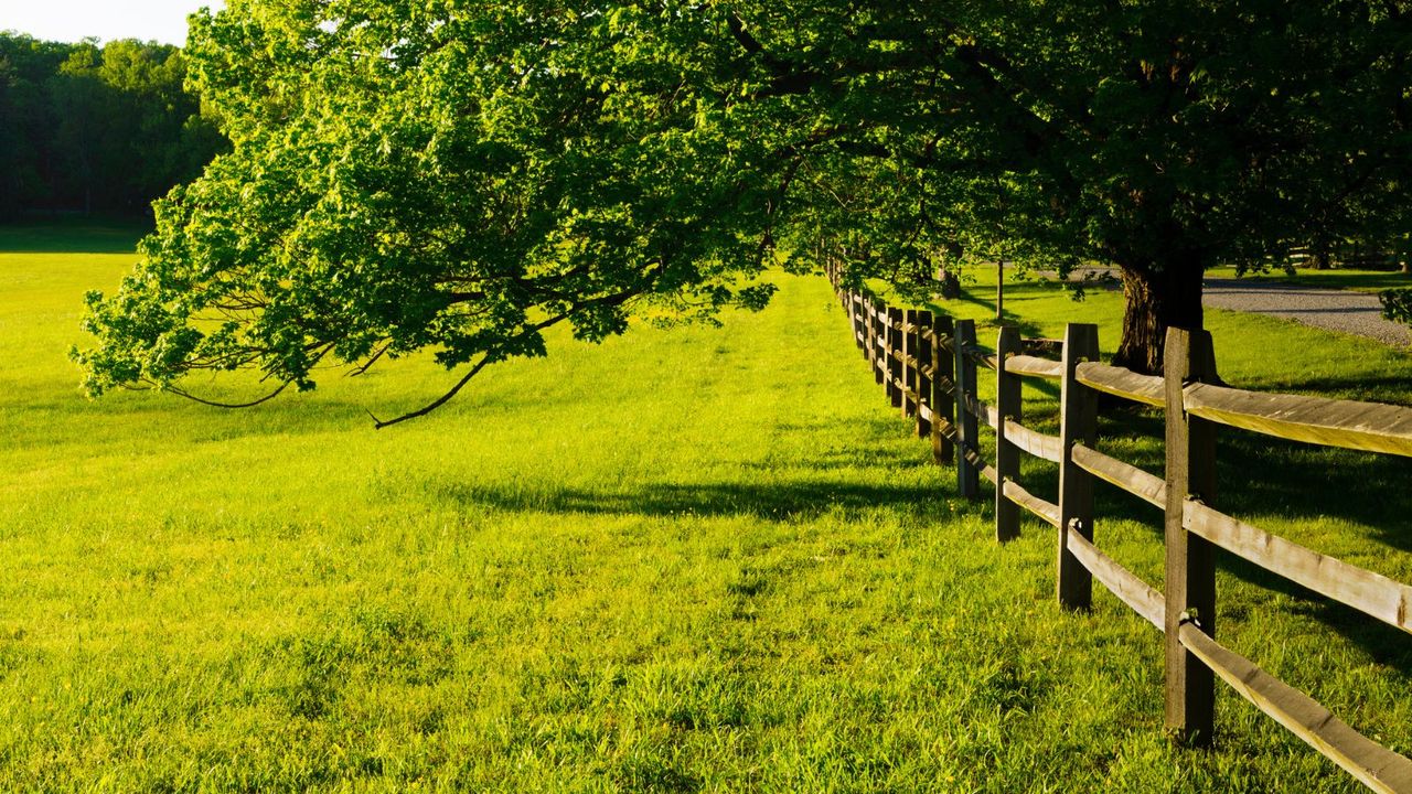 A tree growing over a wooden fence 