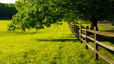 A tree growing over a wooden fence 