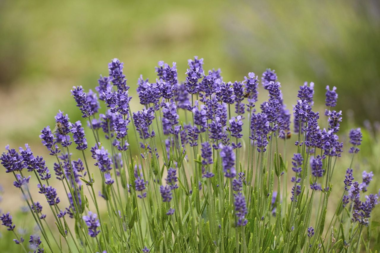 Purple Lavender Plants