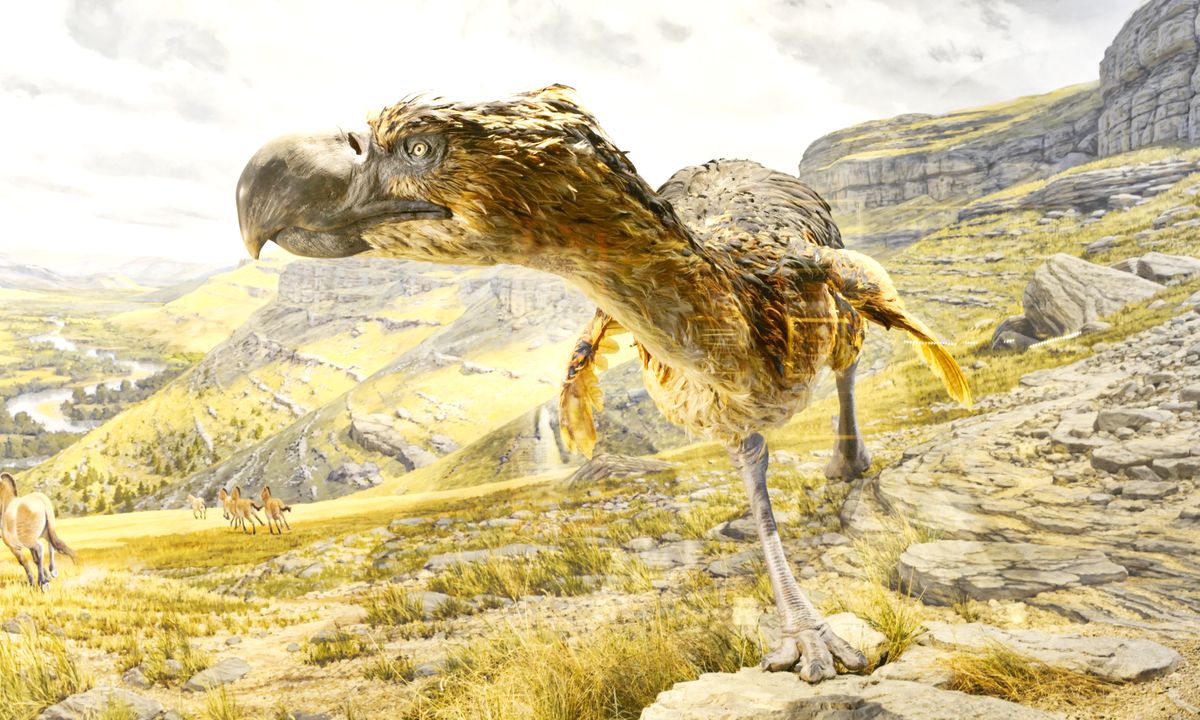 A terror bird with a large beak and small, flightless wings stands on a savanna