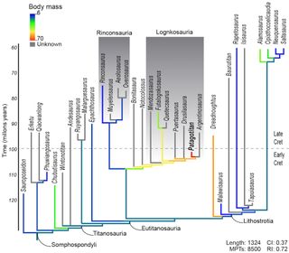 The family tree shows that the clade of P. mayorum is a sister clade to Rinconsauria, a lineage that includes some of the smallest titanosaurs on record, the researchers wrote in the study. Some of these "small" titanosaurs, including Rinconsaurus and Saltasaurus had body masses of about 6 tons (5.4 metric tons).