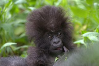 Bergorilla's wegen bij hun geboorte slechts vier pond.