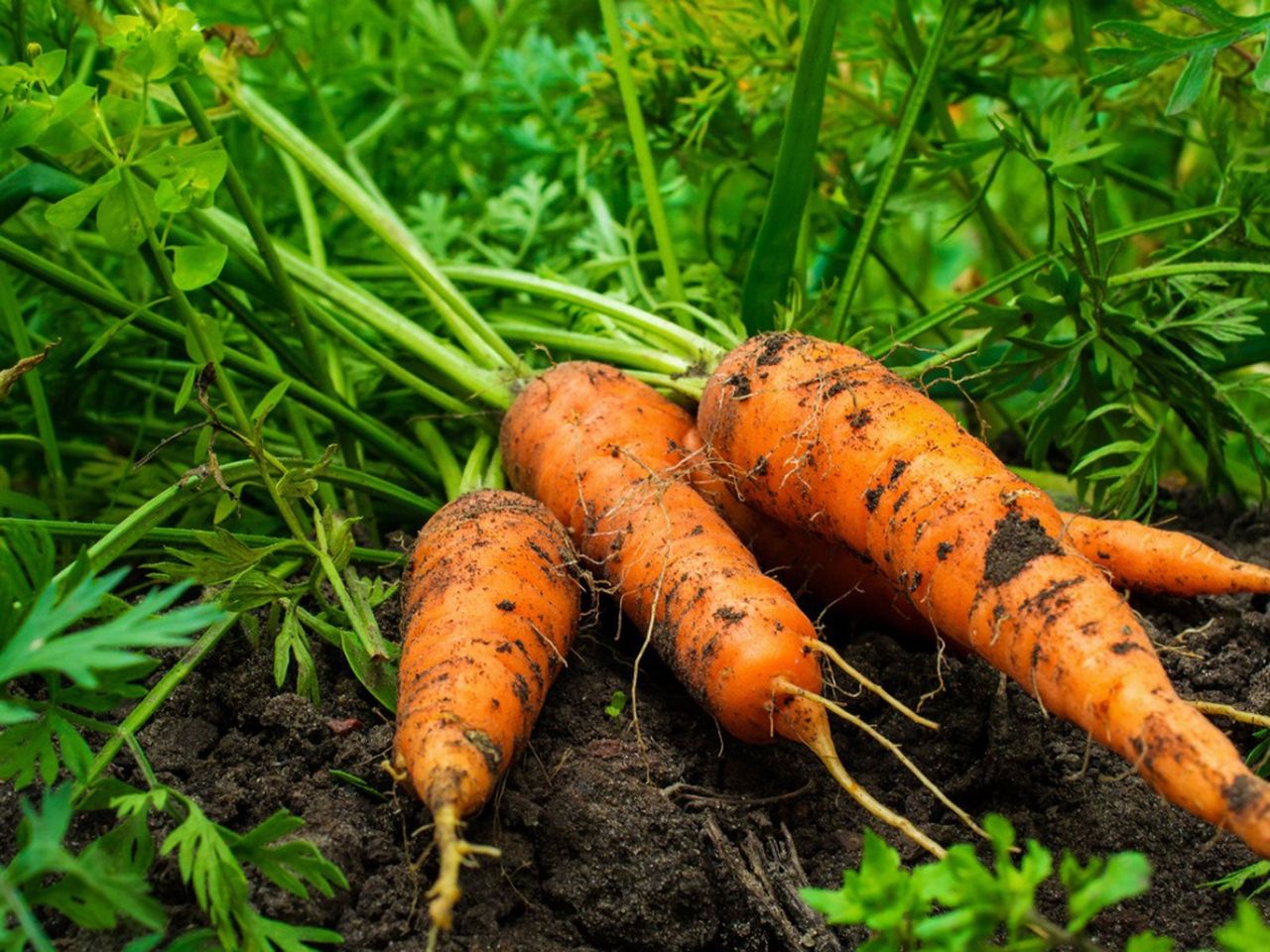 Three Carrots Out Of The Garden