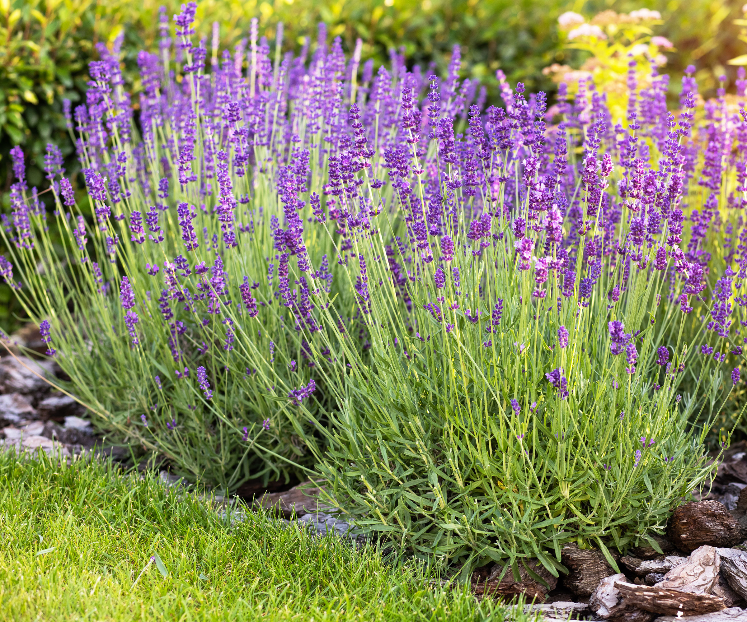 lavender plants in sunny garden that are filled with purple flowers