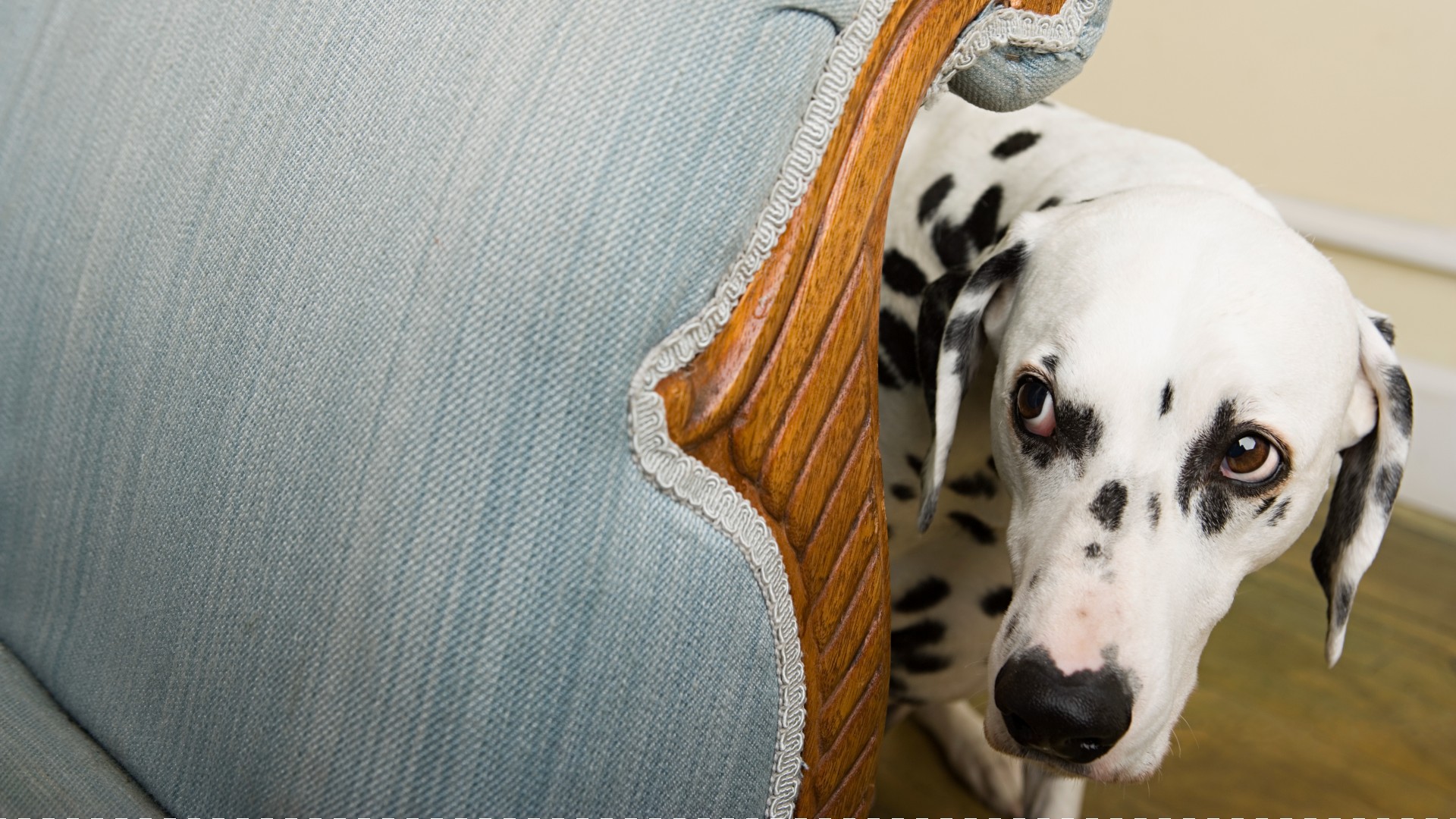 Dalmatian dog hiding behind couch