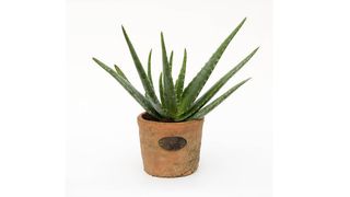 Best indoor plants: aloe vera