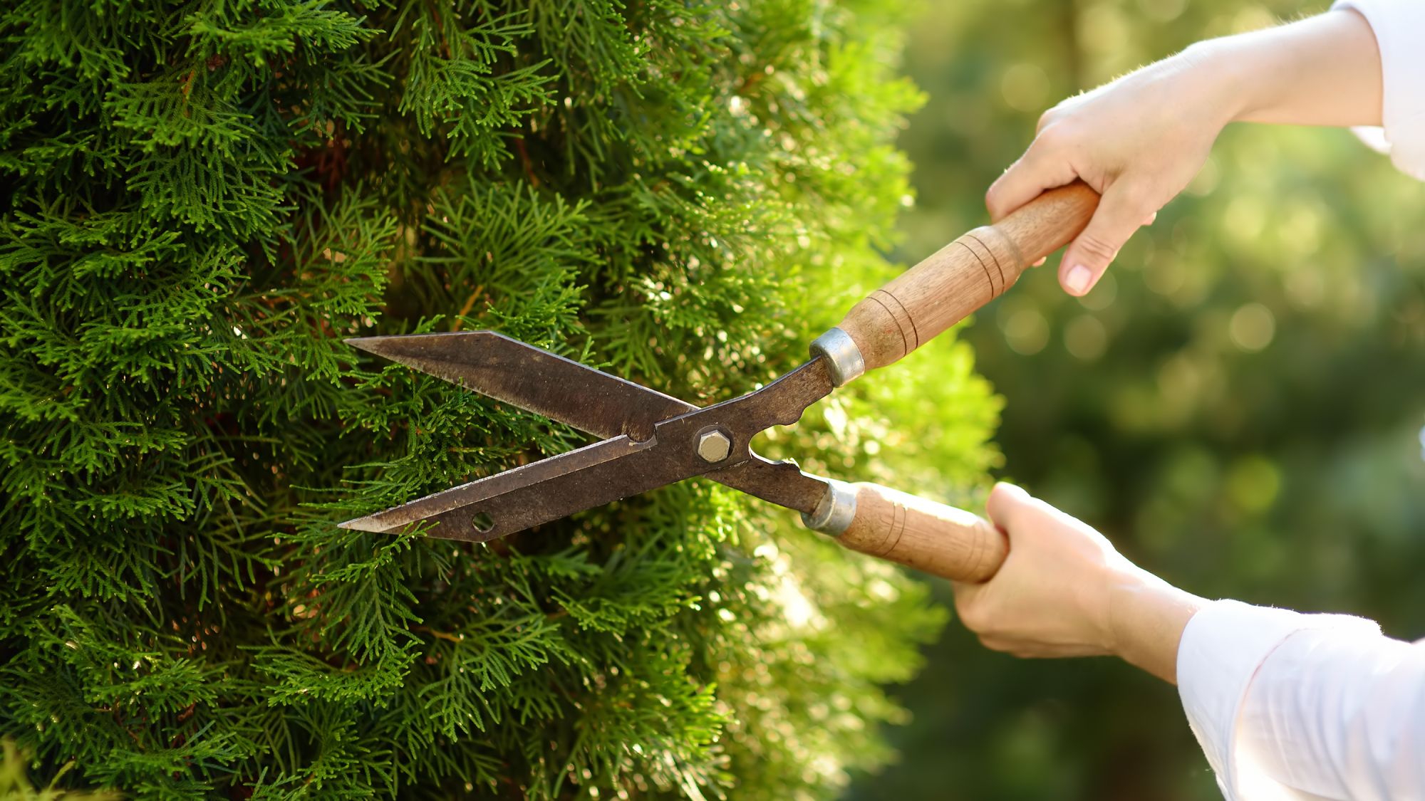 5 Plants You Should Never Prune in October – Or You Risk Ruining a Gorgeous Winter Display & Next Year's…