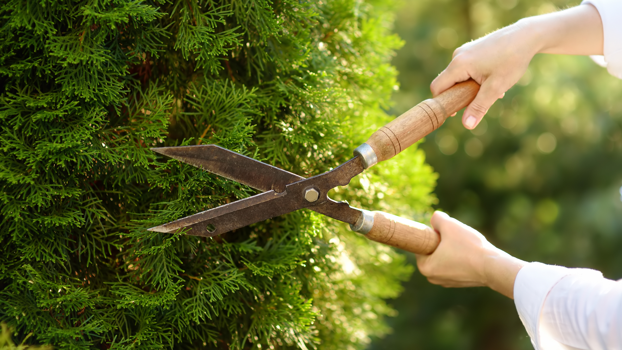 woman using loppers to prune thuja