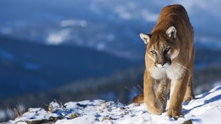 what to do if you meet a mountain lion: mountain lion on the slopes