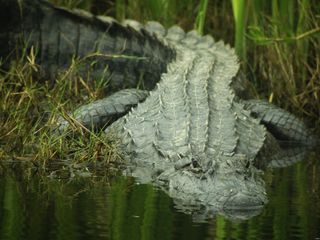 Texas alligator