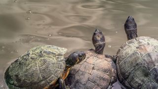 Turtles on a log