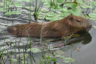 A capybara swims in a Pantanal lake.