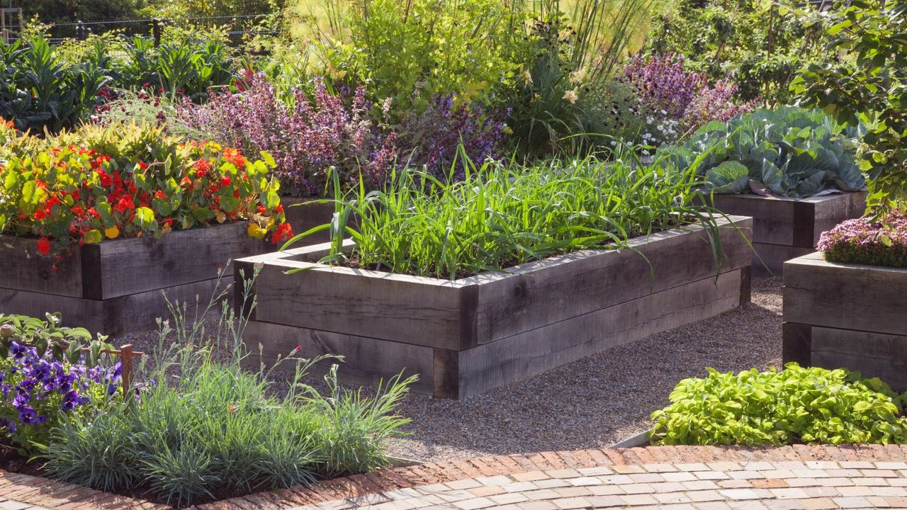 Flowers growing in raised beds