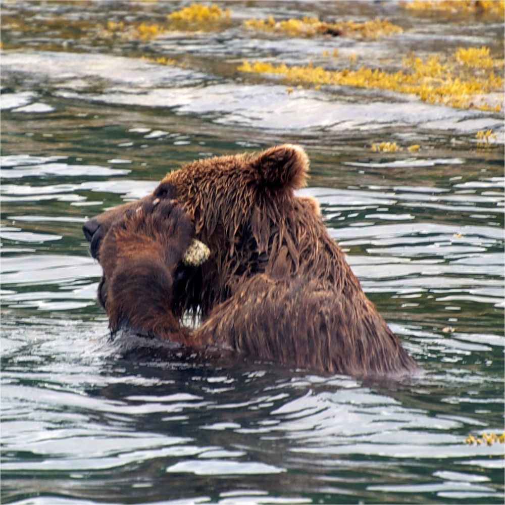 A brown bear in Glacier Bay holds a barnacle-covered rock to his face. 