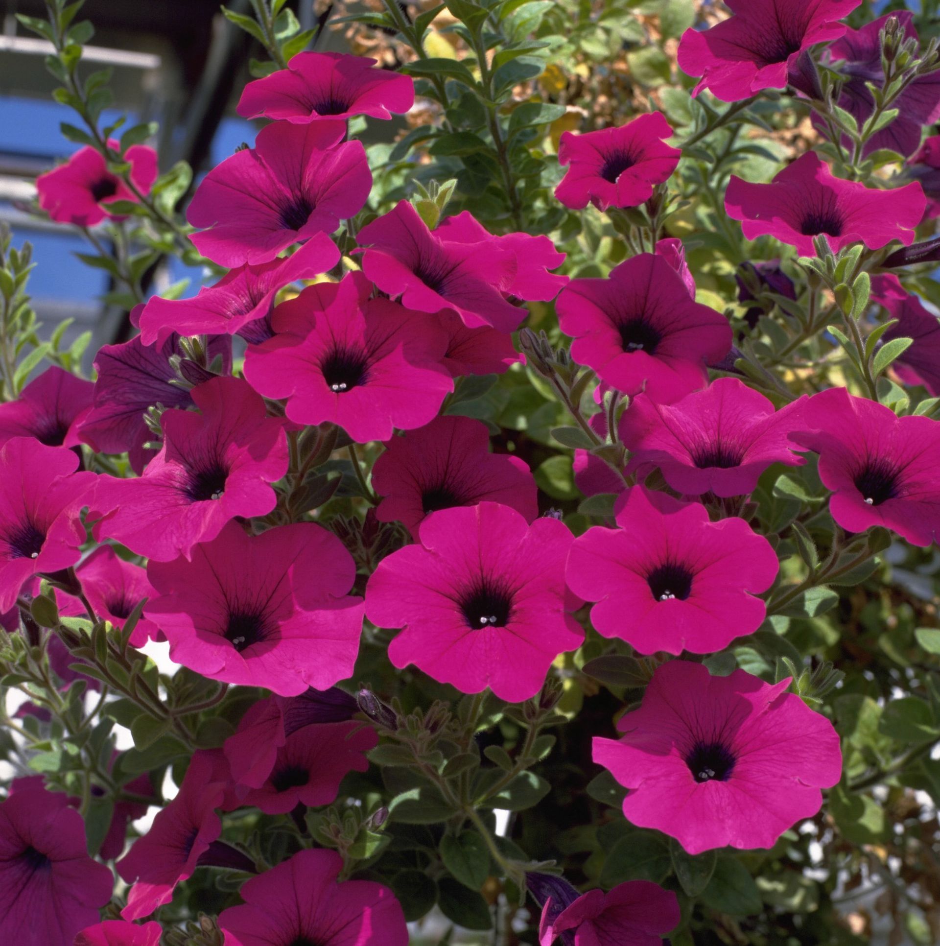How to grow petunias add easy summer color to your garden Gardeningetc