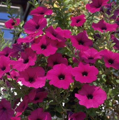 Why are my petunias wilting? | Gardeningetc